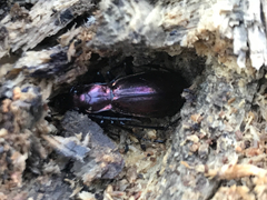 Carabus splendens