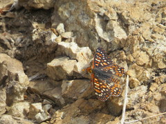 Euphydryas chalcedona klotsi