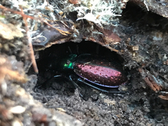 Carabus rutilans opulentus
