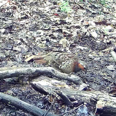 Bambusicola thoracicus