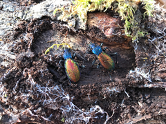 Carabus hispanus