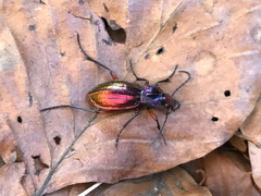 Carabus auronitens festivus