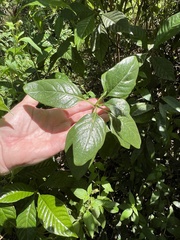 Psychotria punctata image