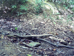 Bambusicola thoracicus