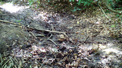 Bambusicola thoracicus