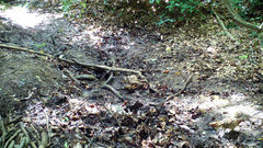 Bambusicola thoracicus