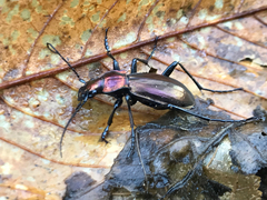 Carabus splendens