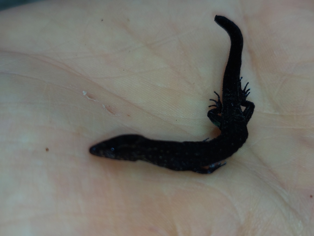 Lepidoblepharis duolepis