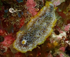 Doriopsilla areolata