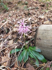 Heloniopsis orientalis