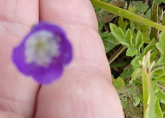 Phacelia patuliflora