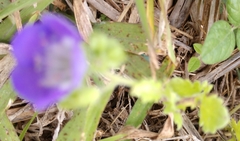 Phacelia patuliflora