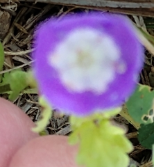 Phacelia patuliflora