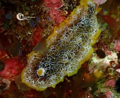 Doriopsilla areolata