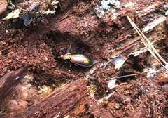 Carabus rutilans