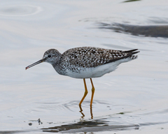 Tringa flavipes