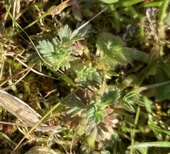 Alchemilla occidentalis