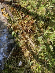Alchemilla occidentalis