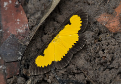 Xanthyris flaveolata