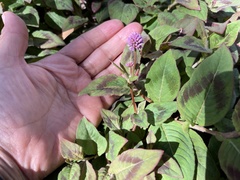 Persicaria capitata