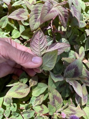 Persicaria capitata