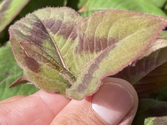 Persicaria capitata