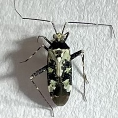 Phytocoris nigricollis