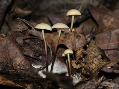 Marasmius delectans