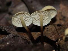 Marasmius delectans