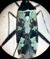 Phytocoris nigricollis