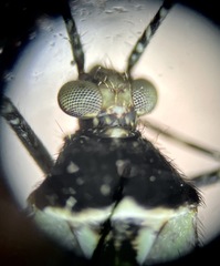 Phytocoris nigricollis