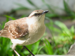 Mimus saturninus