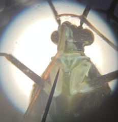 Phytocoris nigricollis