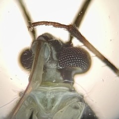 Phytocoris nigricollis