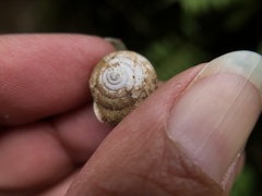 Vespericola marinensis