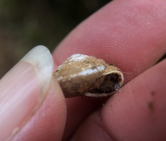 Vespericola marinensis