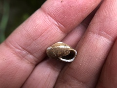 Vespericola marinensis