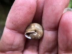 Vespericola marinensis