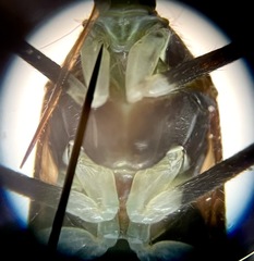 Phytocoris nigricollis