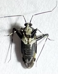 Phytocoris nigricollis