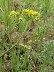Lomatium caruifolium denticulatum