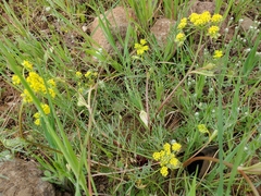 Lomatium caruifolium denticulatum