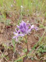 Dichelostemma multiflorum