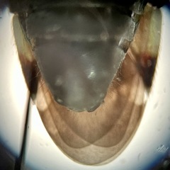 Phytocoris nigricollis