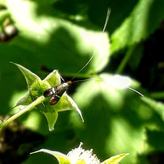 Adela australis