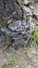 Trametes versicolor