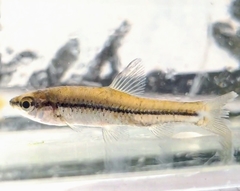 Pseudorasbora parva