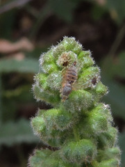 Euarestoides acutangulus