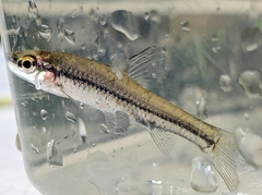 Pseudorasbora parva