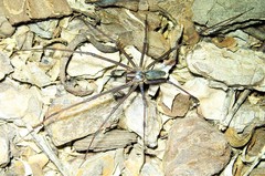 Corasoides australis